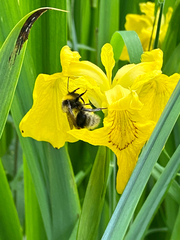 Bombus ruderatus