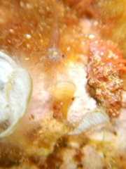 Eualus
