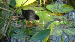 Zapornia flavirostra