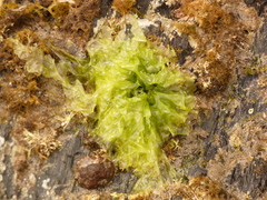 Ulva rigida