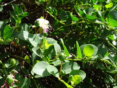 Capparis spinosa