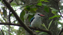Halcyon senegalensis