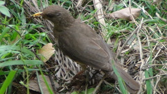 Turdus pelios