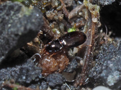 Elaphropus
