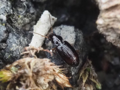 Elaphropus