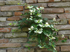 Capparis spinosa
