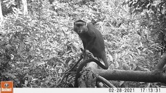 Cercopithecus mitis stuhlmanni