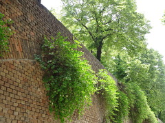 Capparis spinosa