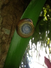 Asperitas sparsa