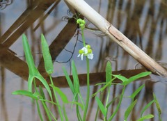 Sagittaria cuneata
