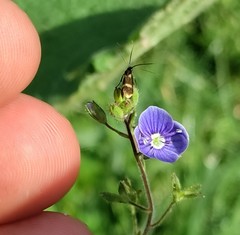 Cauchas fibulella