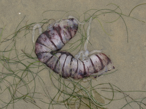 photo of Purple-striped Sea Nettle (Chrysaora colorata)