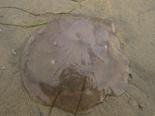 photo of Greater Moon Jelly (Aurelia labiata)