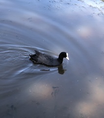 Fulica atra