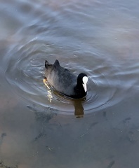 Fulica atra