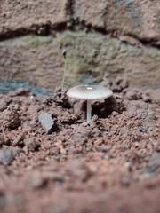 Pluteus