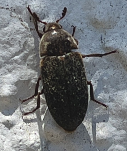 photo of Skin Beetles (Dermestes)