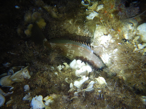 Photo of Golden grouper (Epinephelus costae)