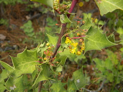 Berberis dictyota