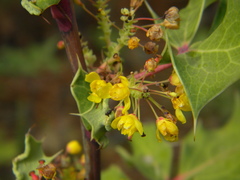 Berberis dictyota