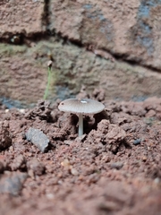 Pluteus