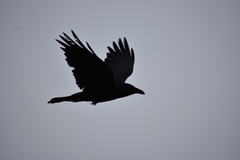 Corvus corax