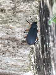 Haplandrus fulvipes
