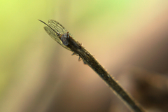 Xanthostigma xanthostigma