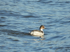 Podiceps occipitalis