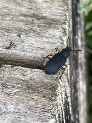 Haplandrus fulvipes