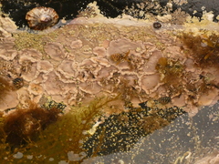 Lithophyllum incrustans