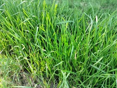 Sparganium erectum