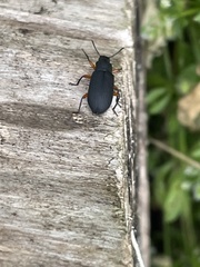 Haplandrus fulvipes