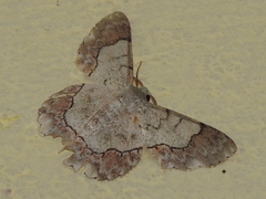Pingasa ruginaria