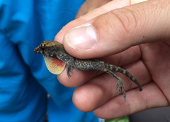 Anolis ahli
