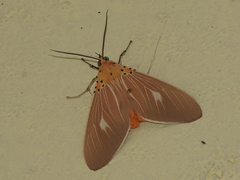 Asota producta