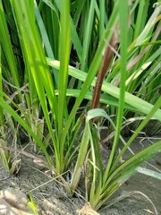 Sparganium erectum