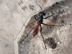 Prionyx parkeri