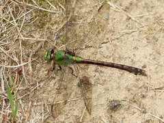 Ophiogomphus rupinsulensis