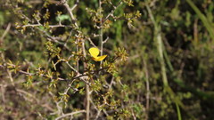 Aspalathus lanceicarpa