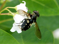 Sericomyia lata