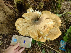 Polyporaceae