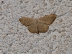 Idaea consanguinaria