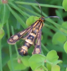 Chamaesphecia tenthrediniformis