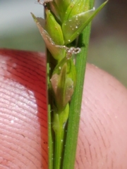 Carex whitneyi