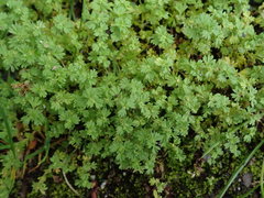 Alchemilla australis