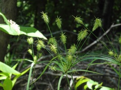 Cyperus retrofractus