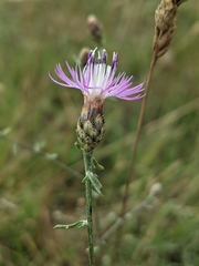 Centaurea paniculata