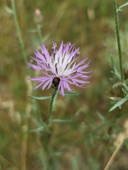 Centaurea paniculata