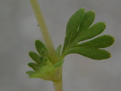 Alchemilla australis
